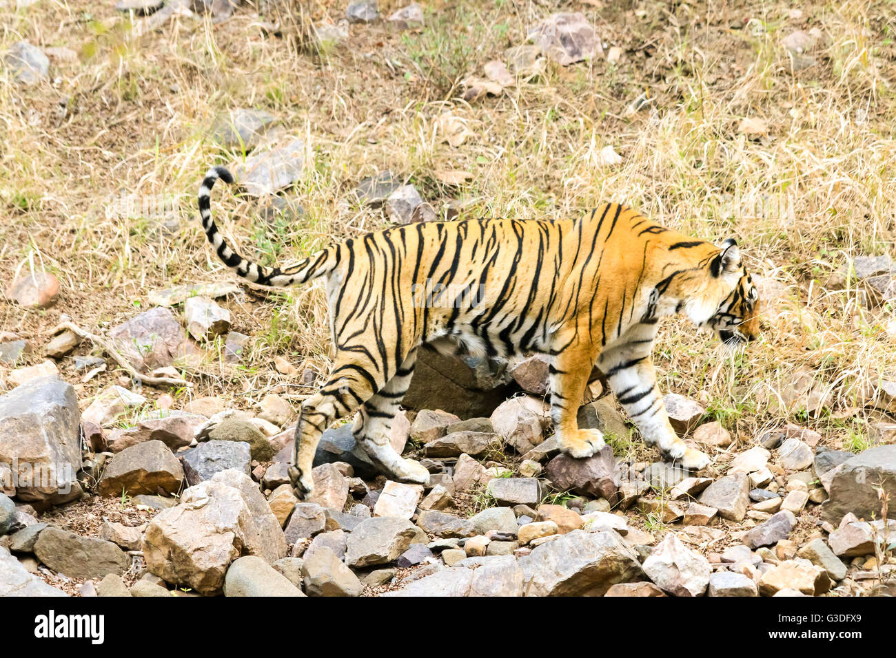 Bengal Tiger Jagd nach Nahrung Ranthambore Nationalpark, Indien Stockfoto