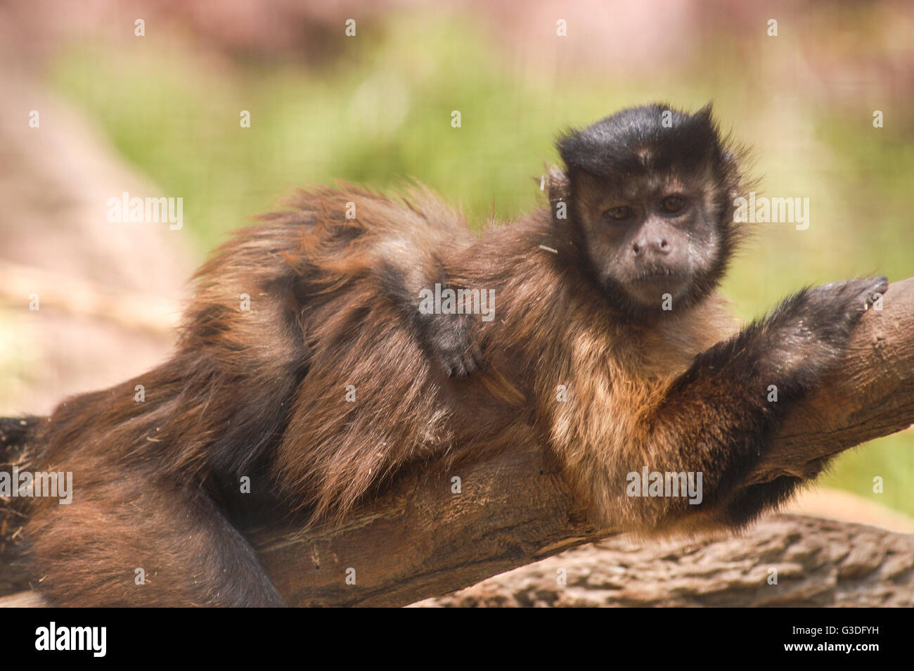 Tier in einem Zoo in den Vereinigten Staaten Stockfoto