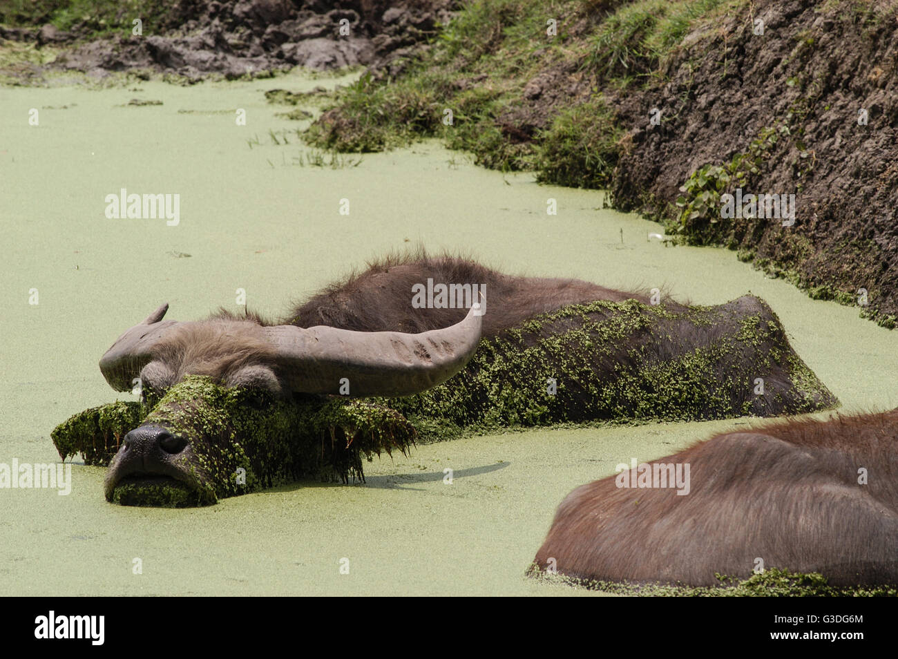 Tier in einem Zoo in den Vereinigten Staaten Stockfoto