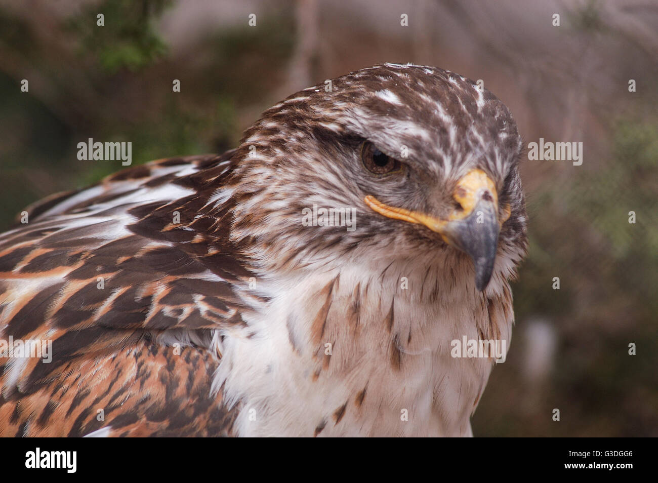 Tier in einem Zoo in den Vereinigten Staaten Stockfoto