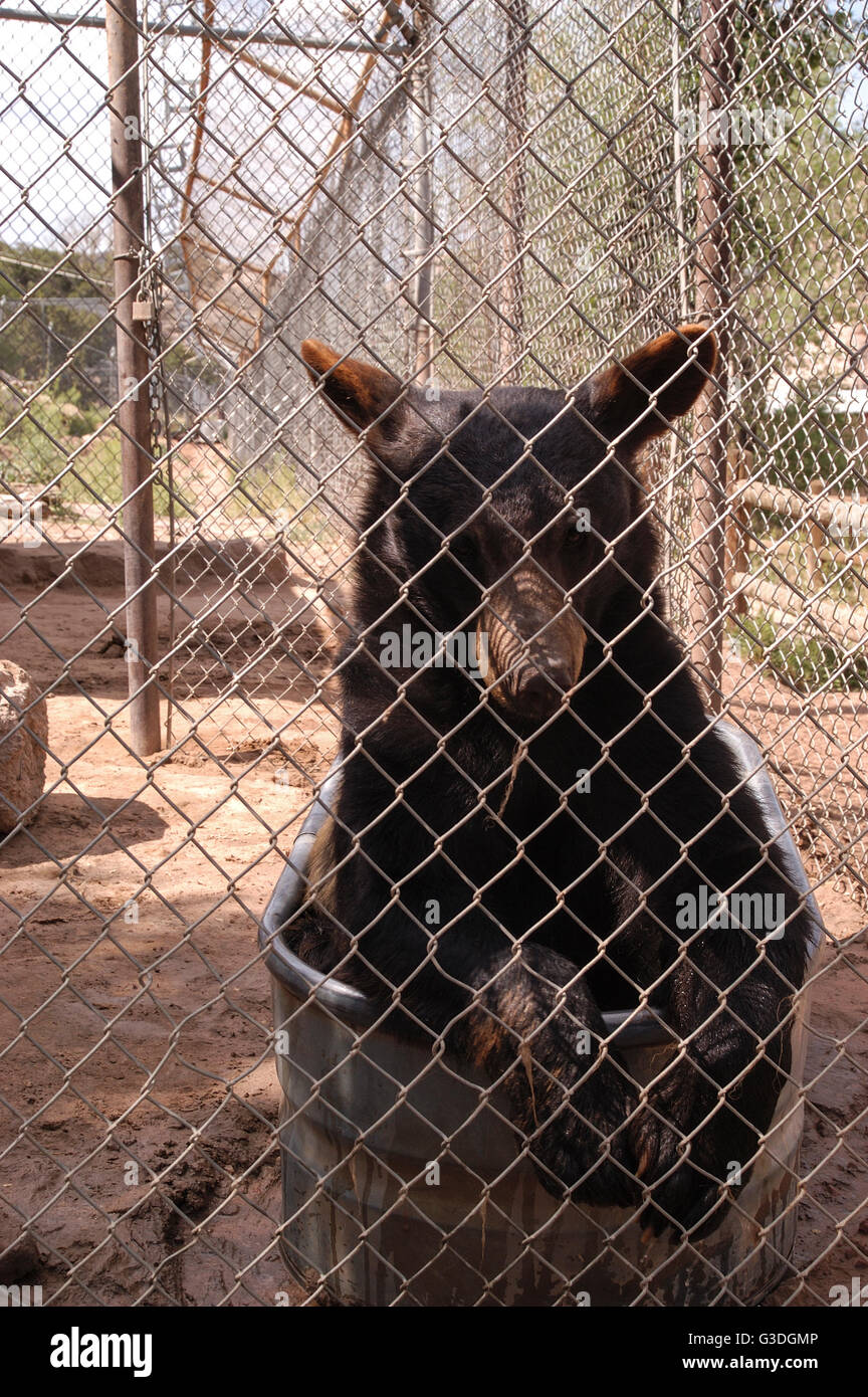 Tier in einem Zoo in den Vereinigten Staaten Stockfoto