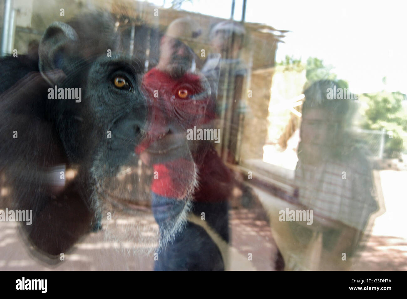 Tier in einem Zoo in den Vereinigten Staaten Stockfoto