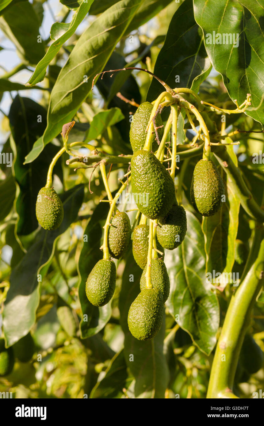 Haufen von jungen unreifen Hass Avocado, Persea Americana "Hass", Frucht am Baum wächst. Andalusien, Spanien. Stockfoto