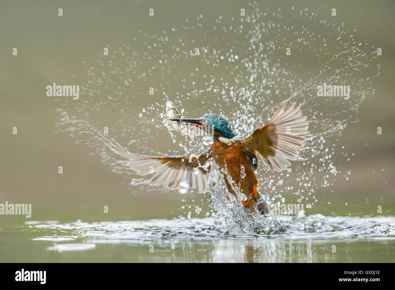 Tauchen Kingfisher Stockfoto