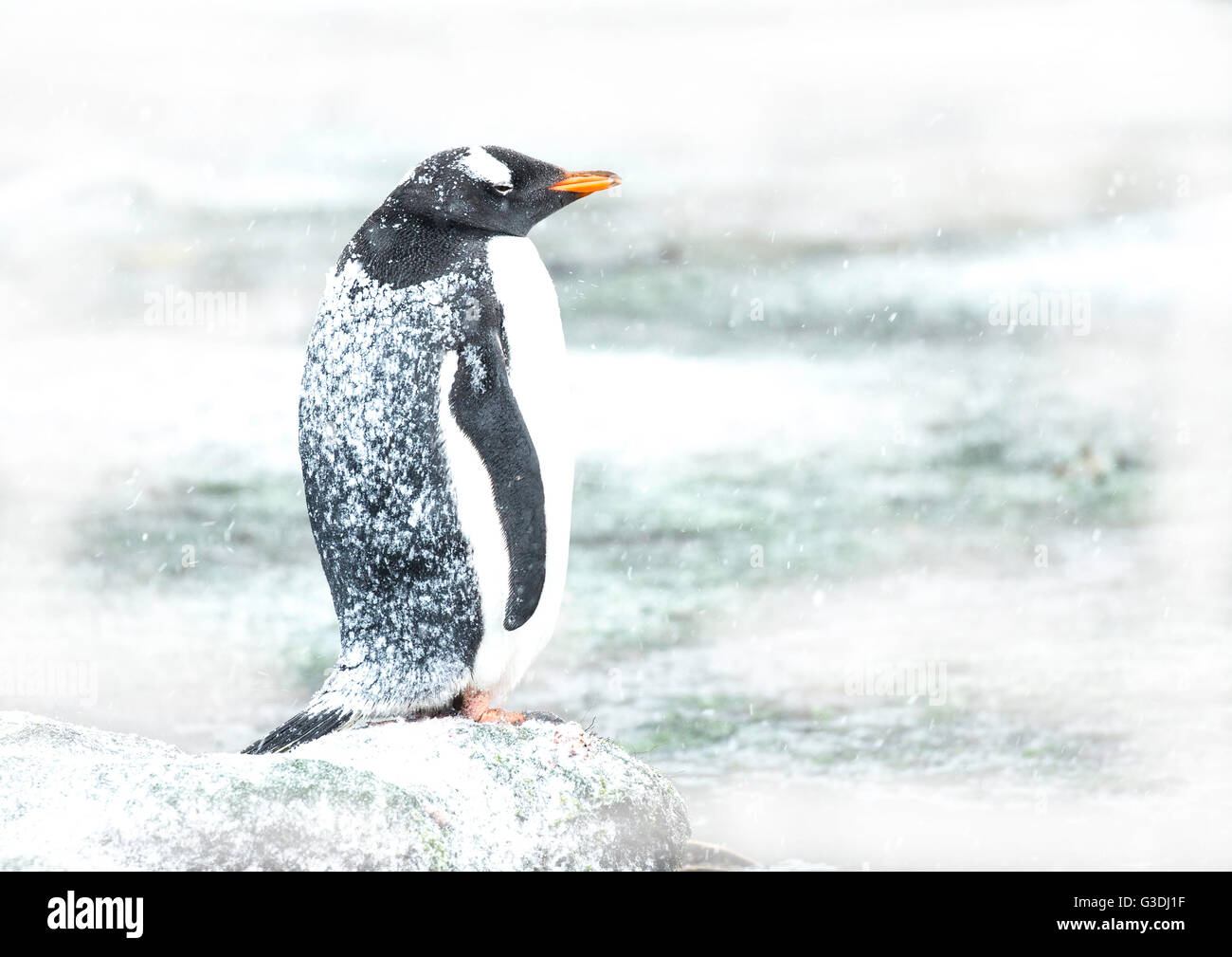 Gentoo Penguin im Schnee Stockfoto