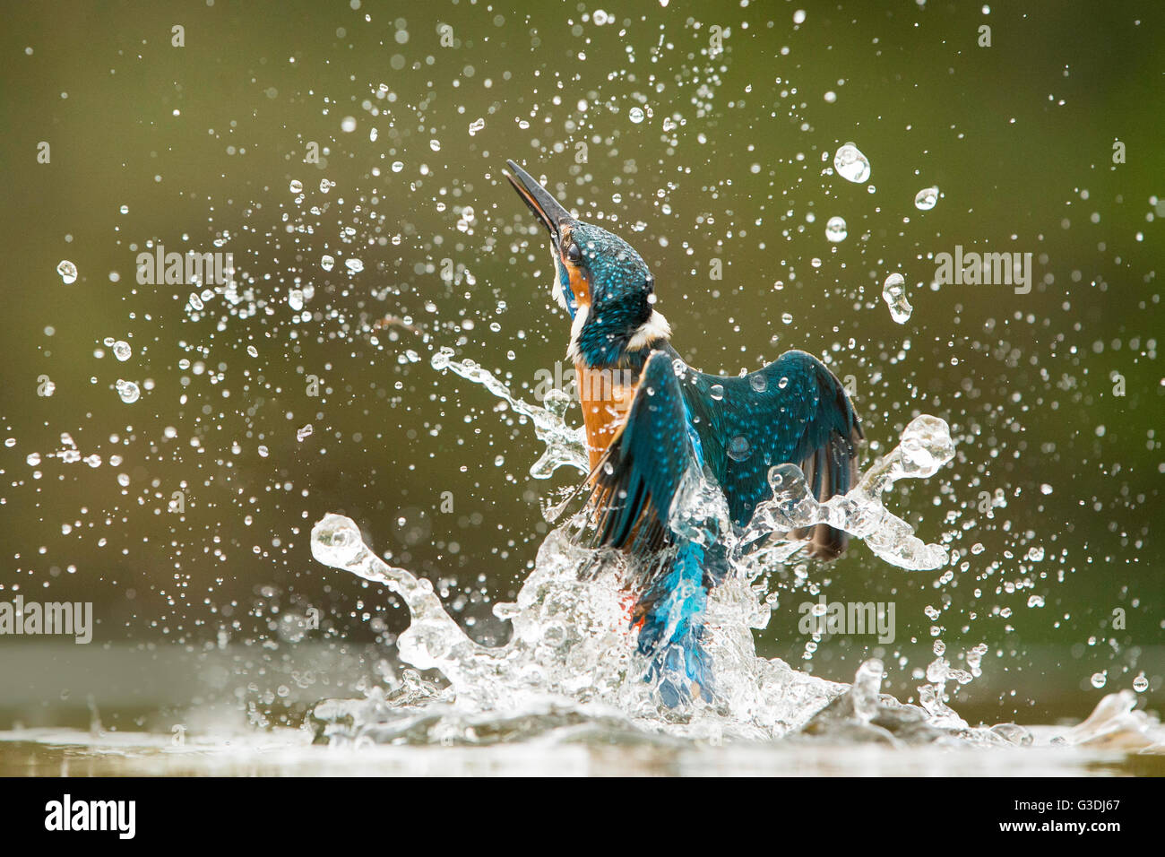 Eisvogel, Tauchen Stockfoto