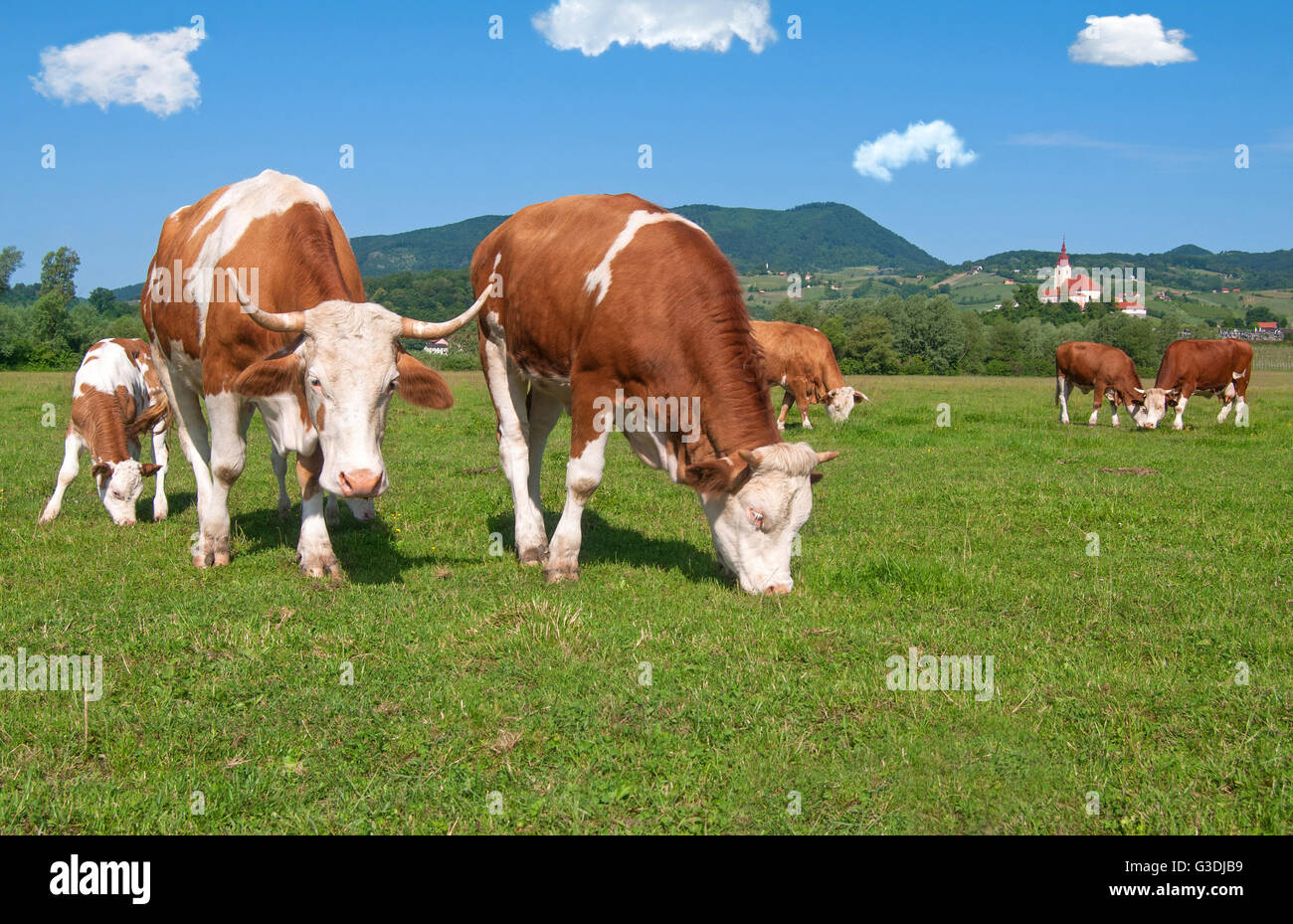 Kuh-Herde in einem Feld auf einem sonnigen Tag Stockfoto