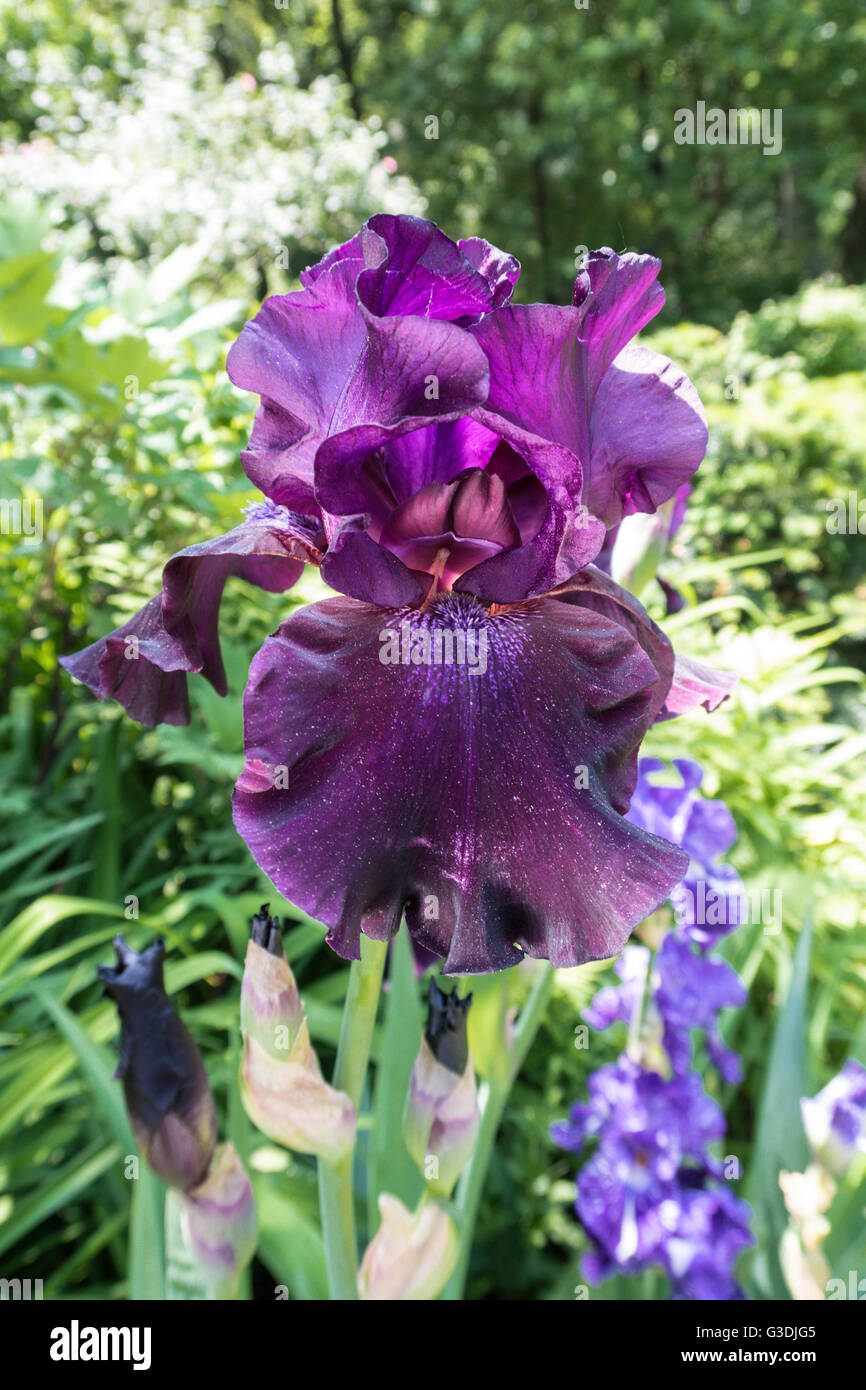 Blüte lila Iris Stockfoto