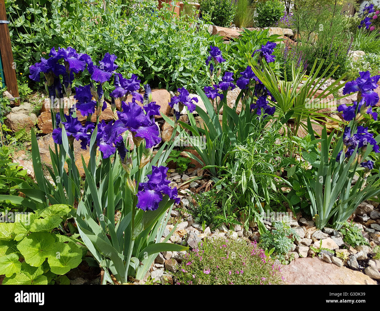 Schwertlilie, Iris BarbataElatior, blaue Rhythmus seit Stockfotografie