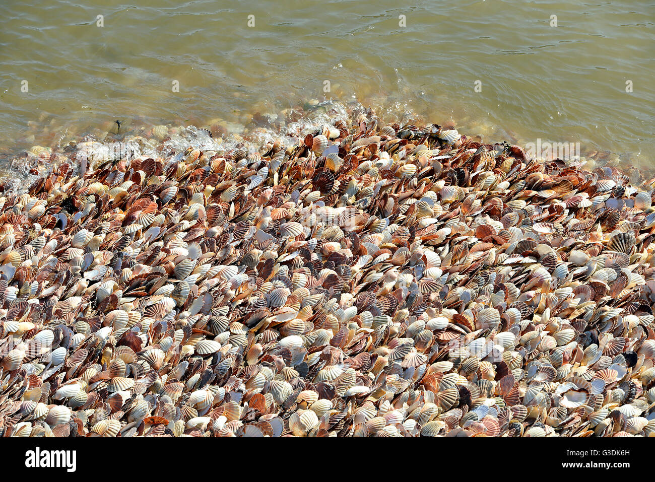 Schalen von Pecten Maximus an einem Strand in der Normandie in Frankreich Fischer Stockfoto