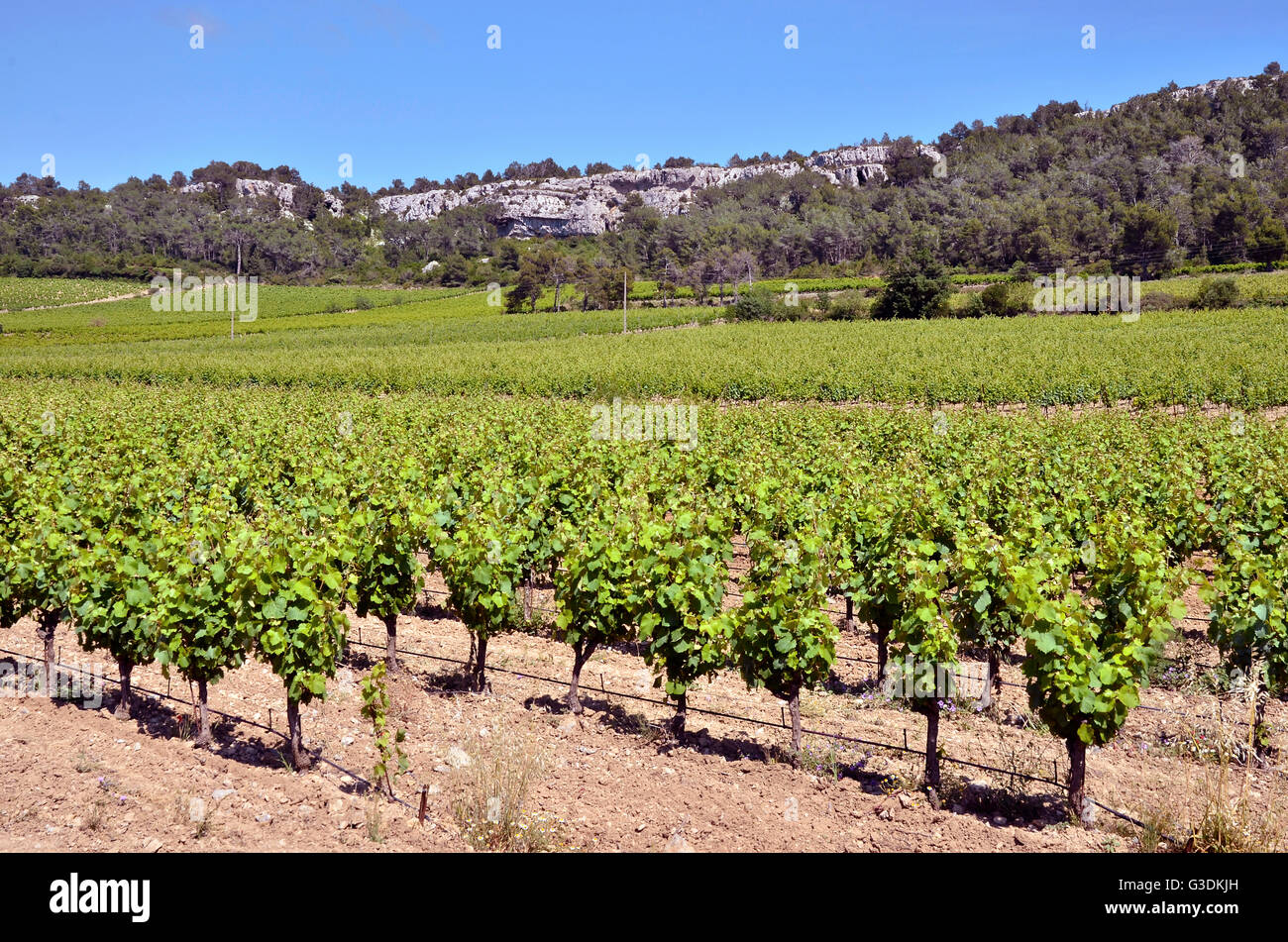 Reben Sie in der Nähe von Narbonne in Südfrankreich in der Region Languedoc-Roussillon Stockfoto