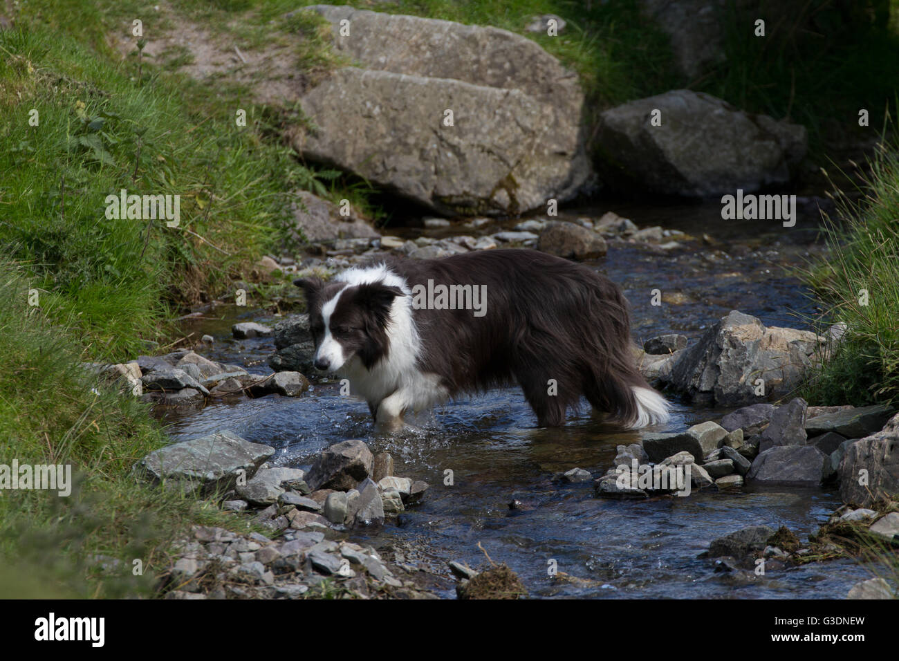 Collie Hund Paddeln im Stream. Shropshire. UK Stockfoto