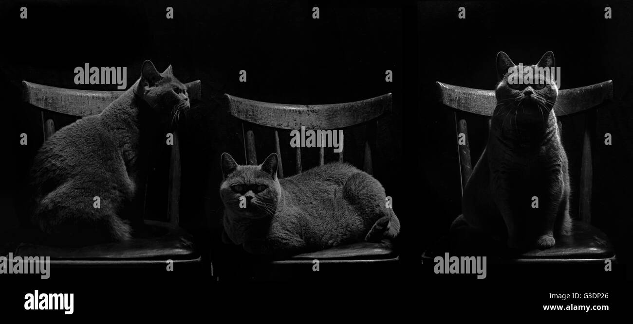 Drei Fotos von grauen britische Katze sitzt im Stuhl auf schwarzem Hintergrund Stockfoto