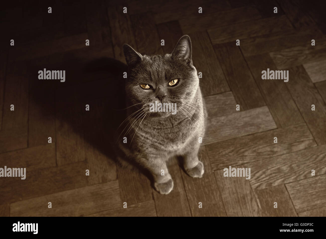 Graue britische Katze auf dem Boden sitzend Stockfoto