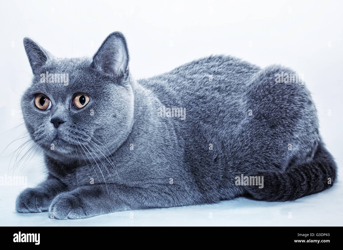 Liegende graue britische Katze isoliert auf weißem Hintergrund Stockfoto