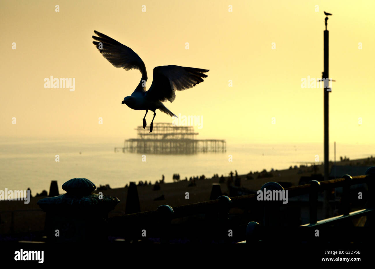 Eine Möwe ist gegen den Abendhimmel mit den Ruinen der Brighton Pier West im Hintergrund abhebt. Stockfoto