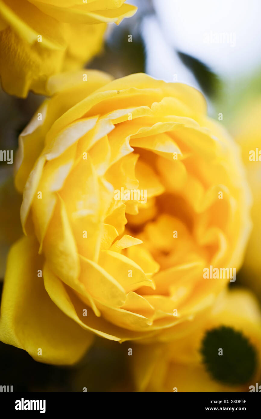 Gelben Blüten der Rosen auf das Busch-Makro Stockfoto