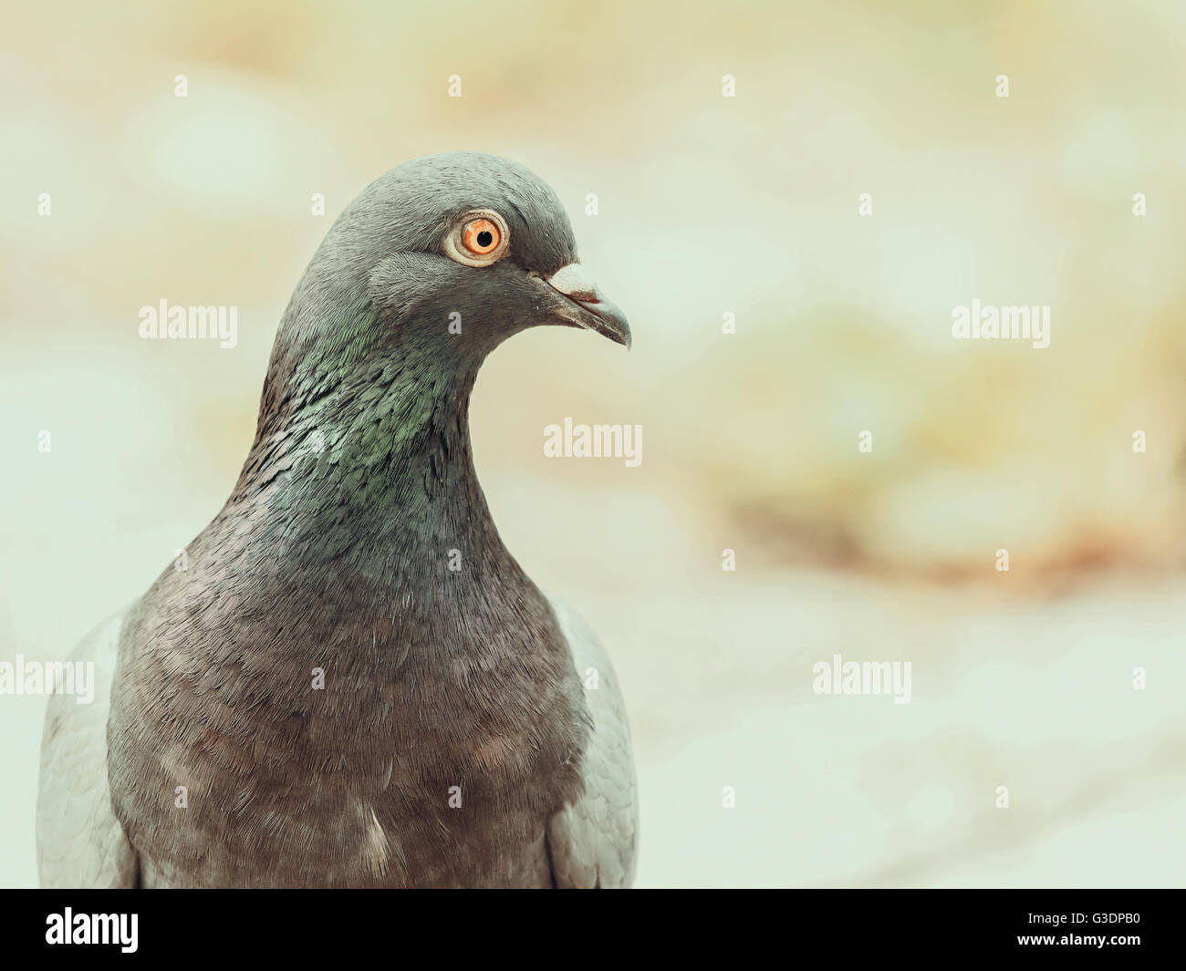 Taube taubenkopf Fotos und Bildmaterial in hoher Auflösung Alamy