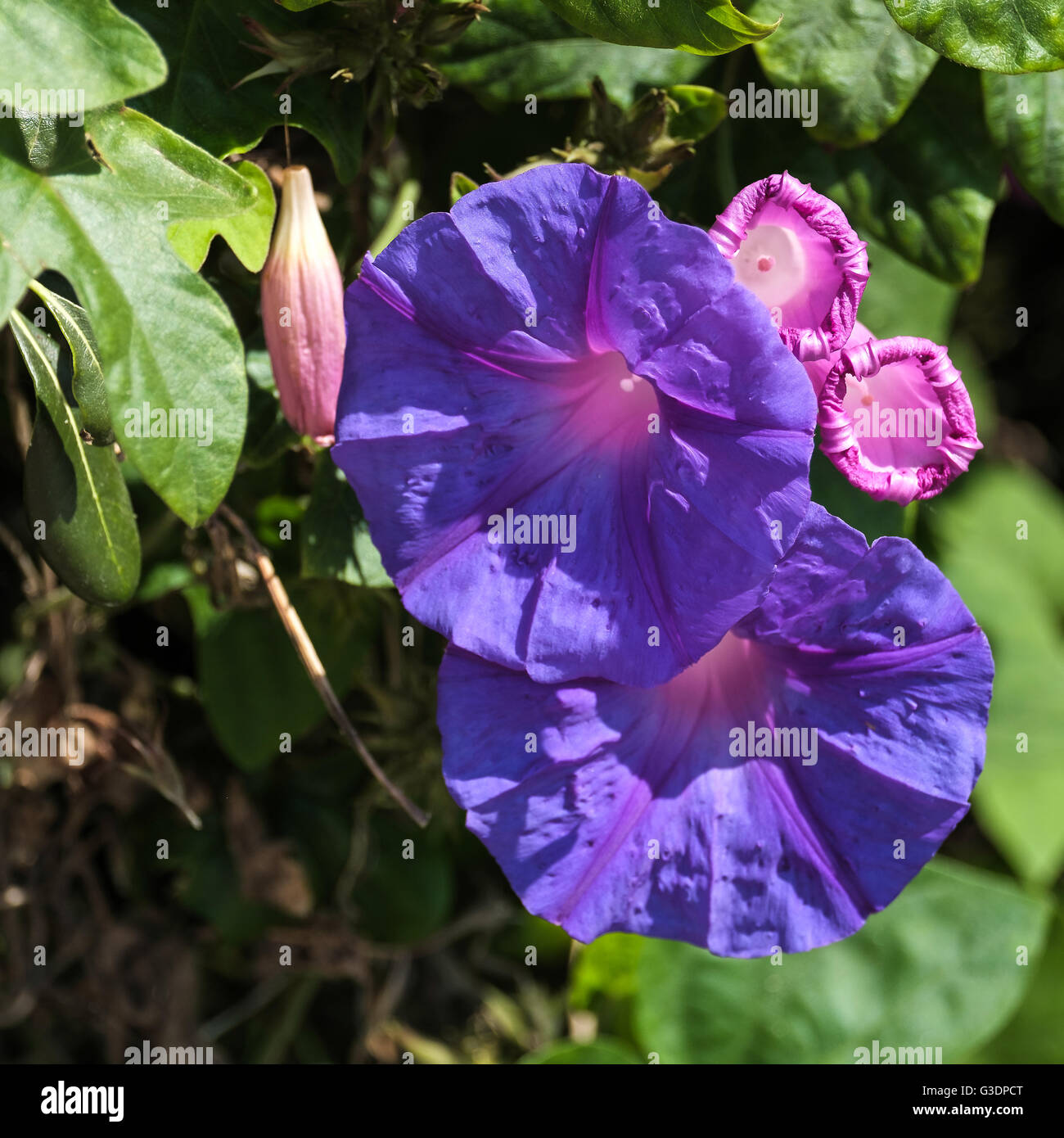 Malve-leaved Ackerwinde (Convolvulus Althaeoides) Stockfoto