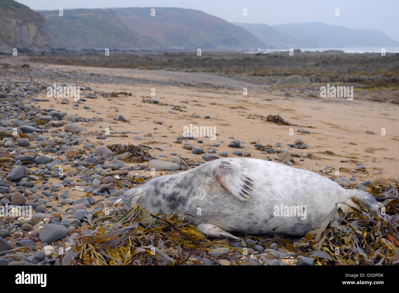 Kranken, verletzten Grey seal Pup (Halichoerus Grypus) mit Bissspuren auf seine Flossen und Körper und eine laufende Nase, an einen Strand gespült Stockfoto
