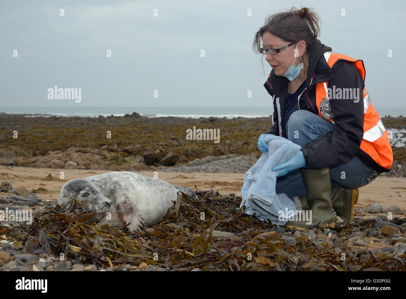 Michelle Clement, britischer Taucher Marine Life Rescue Tier Medic Inspektion einen Kranken, verletzten Grey seal Pup (Halichoerus Grypus) Stockfoto