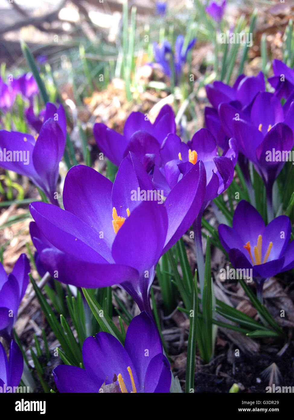 Lila Blüten Stockfoto