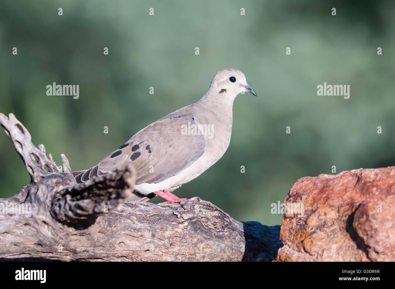 Mourning Dove, Zenaida Macroura, Green Valley, Arizona, USA Stockfoto