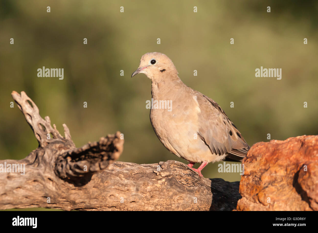 Mourning Dove, Zenaida Macroura, Green Valley, Arizona, USA Stockfoto