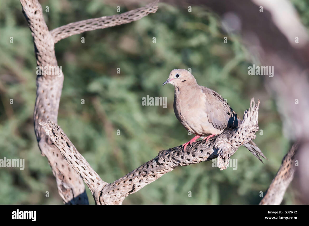 Mourning Dove, Zenaida Macroura, Green Valley, Arizona, USA Stockfoto