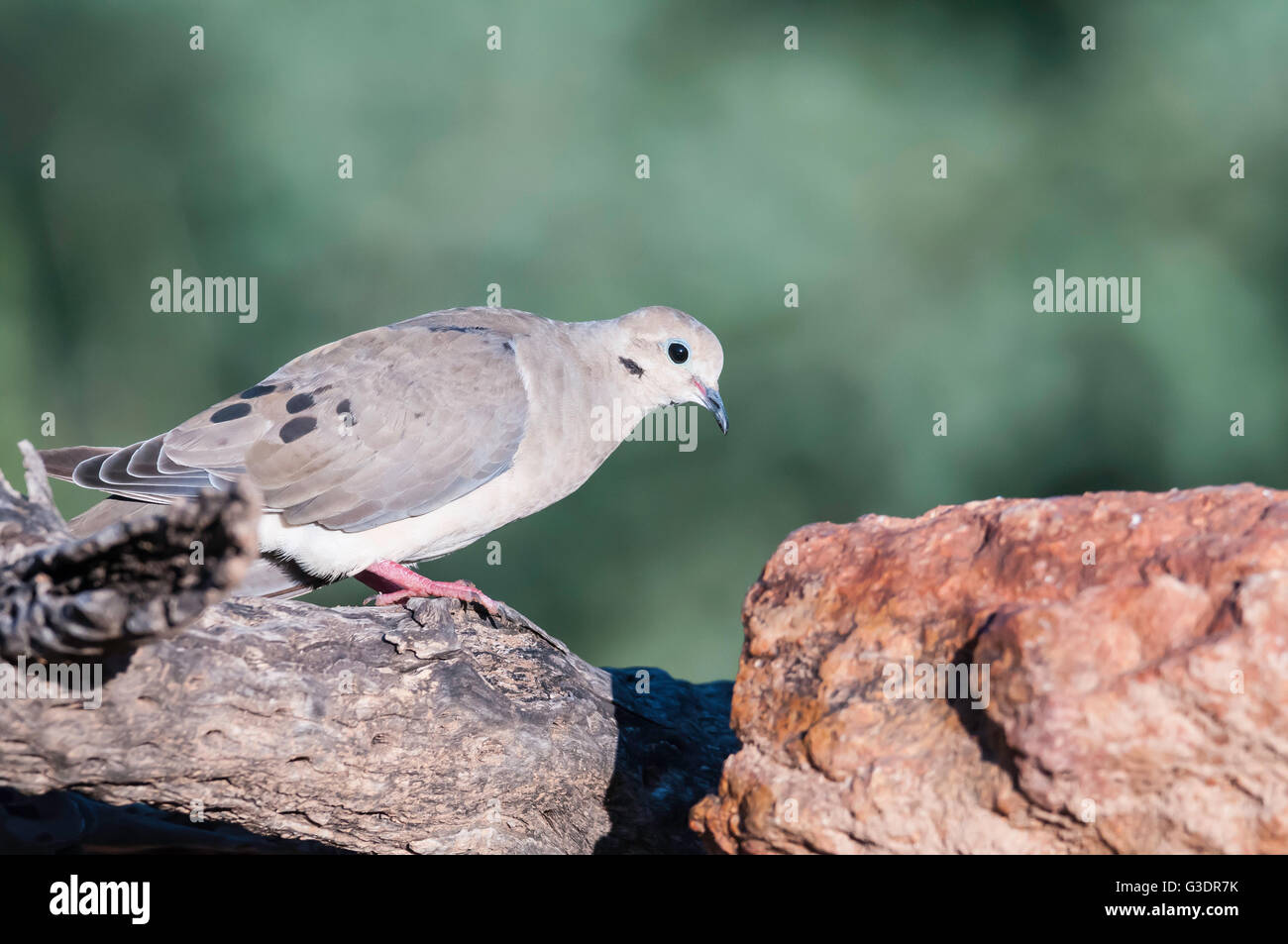 Mourning Dove, Zenaida Macroura, Green Valley, Arizona, USA Stockfoto