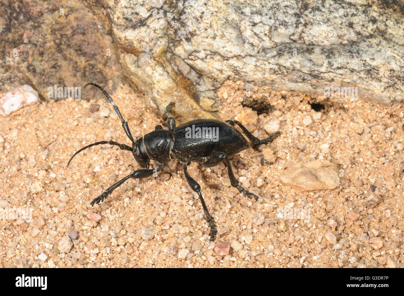 Kaktus Longhorn Beetle, Moneilema Gigas, Green Valley, Arizona, USA Stockfoto