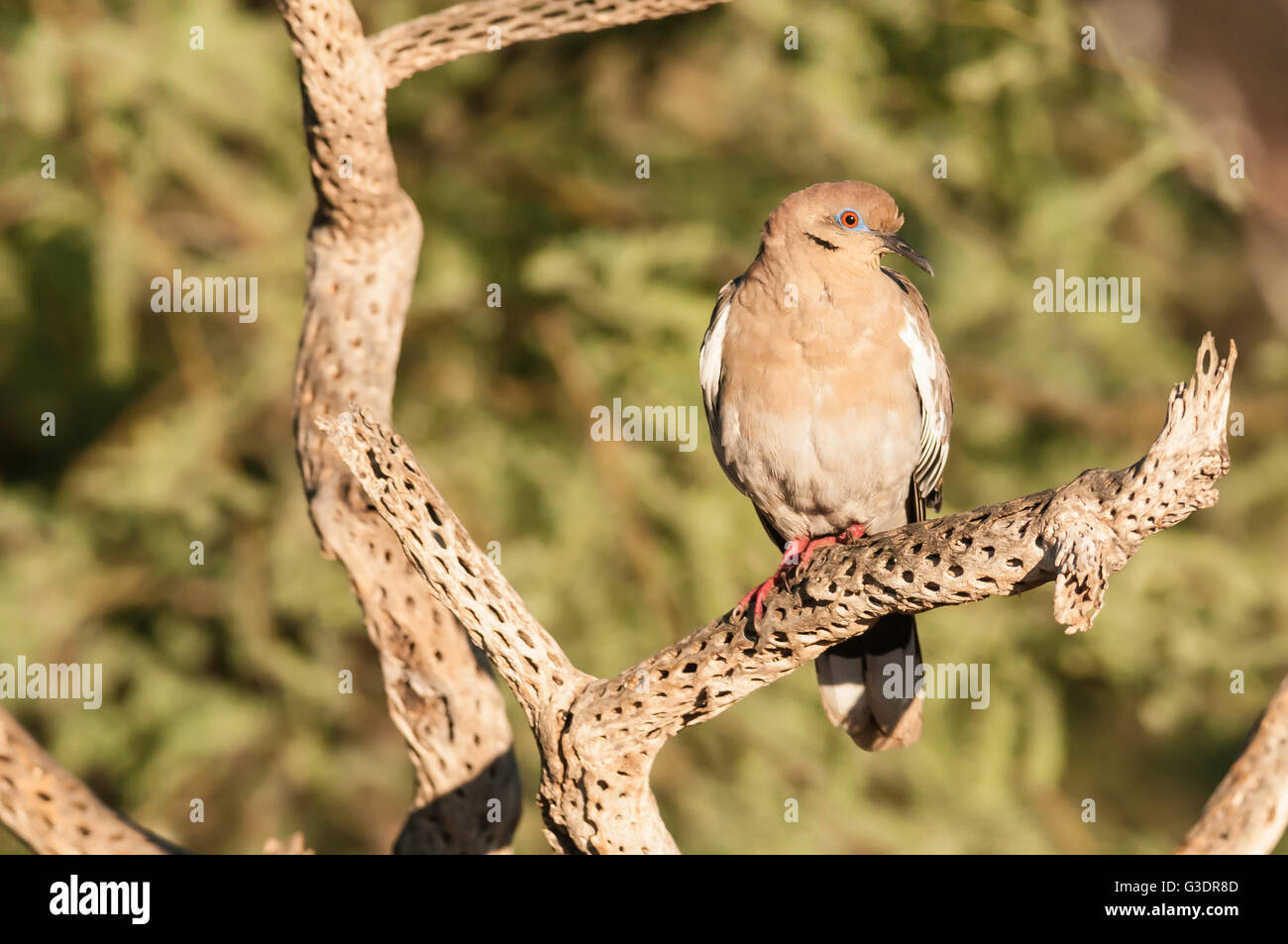 Weiß – Winged Taube, Zenaida Asiatica, Green Valley, Arizona, USA Stockfoto