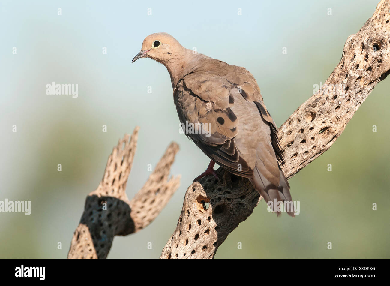 Mourning Dove, Zenaida Macroura, Green Valley, Arizona, USA Stockfoto