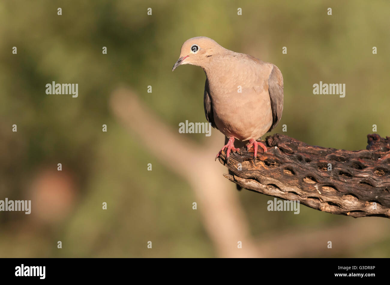 Mourning Dove, Zenaida Macroura, Green Valley, Arizona, USA Stockfoto