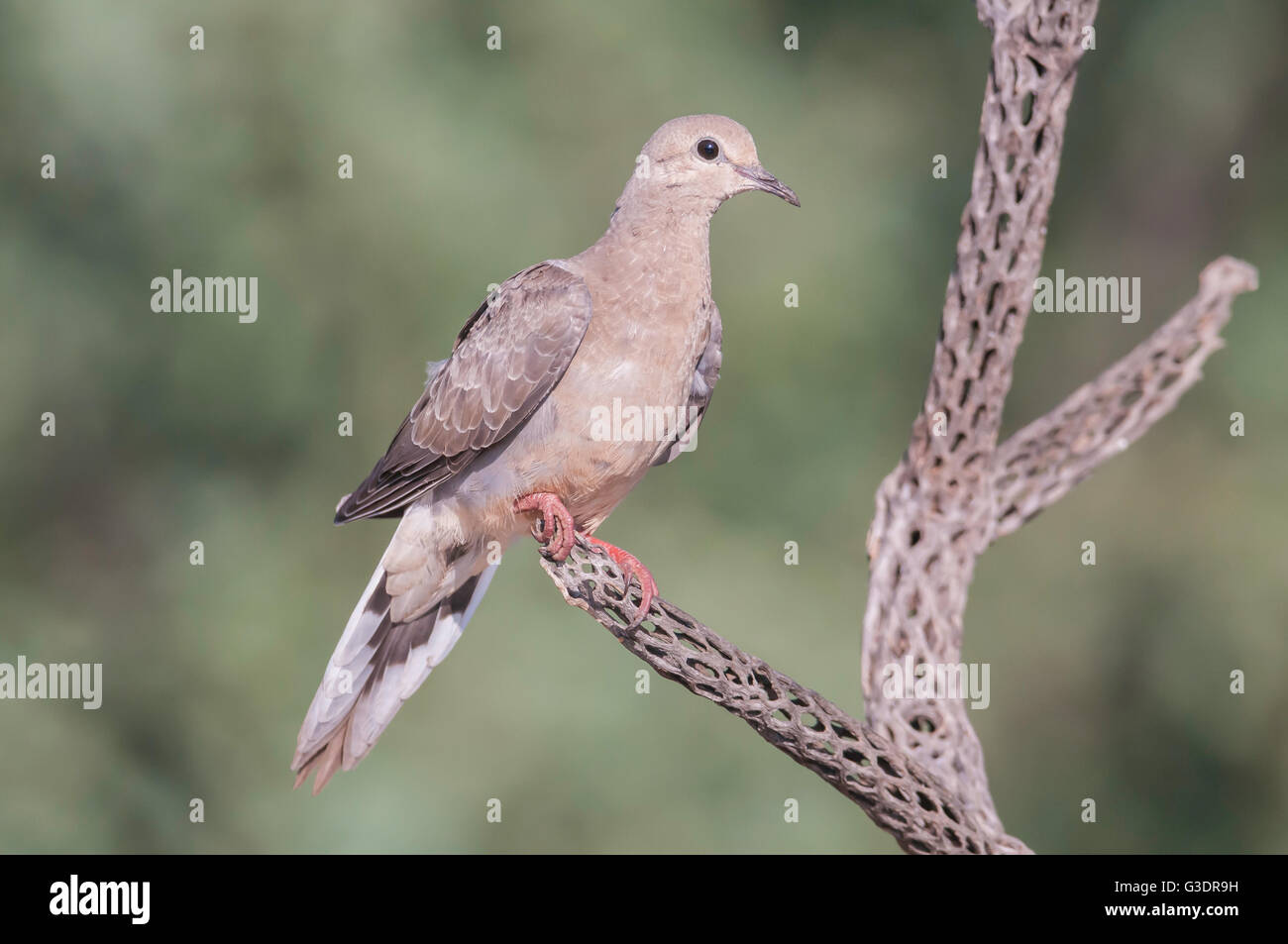 Mourning Dove, Zenaida Macroura, Green Valley, Arizona, USA Stockfoto