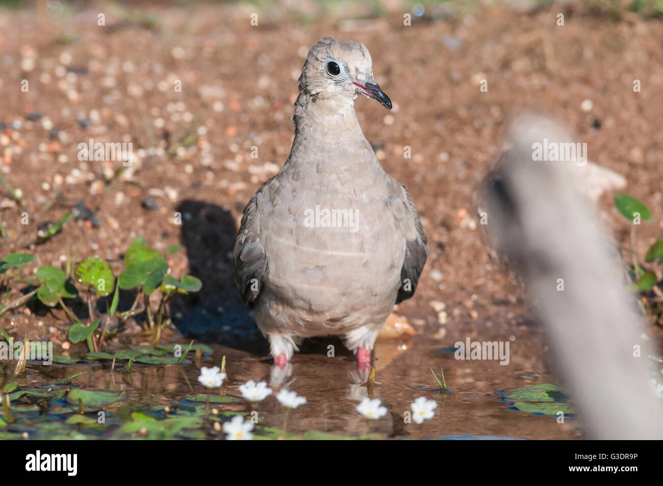 Mourning Dove, Zenaida Macroura, Green Valley, Arizona, USA Stockfoto