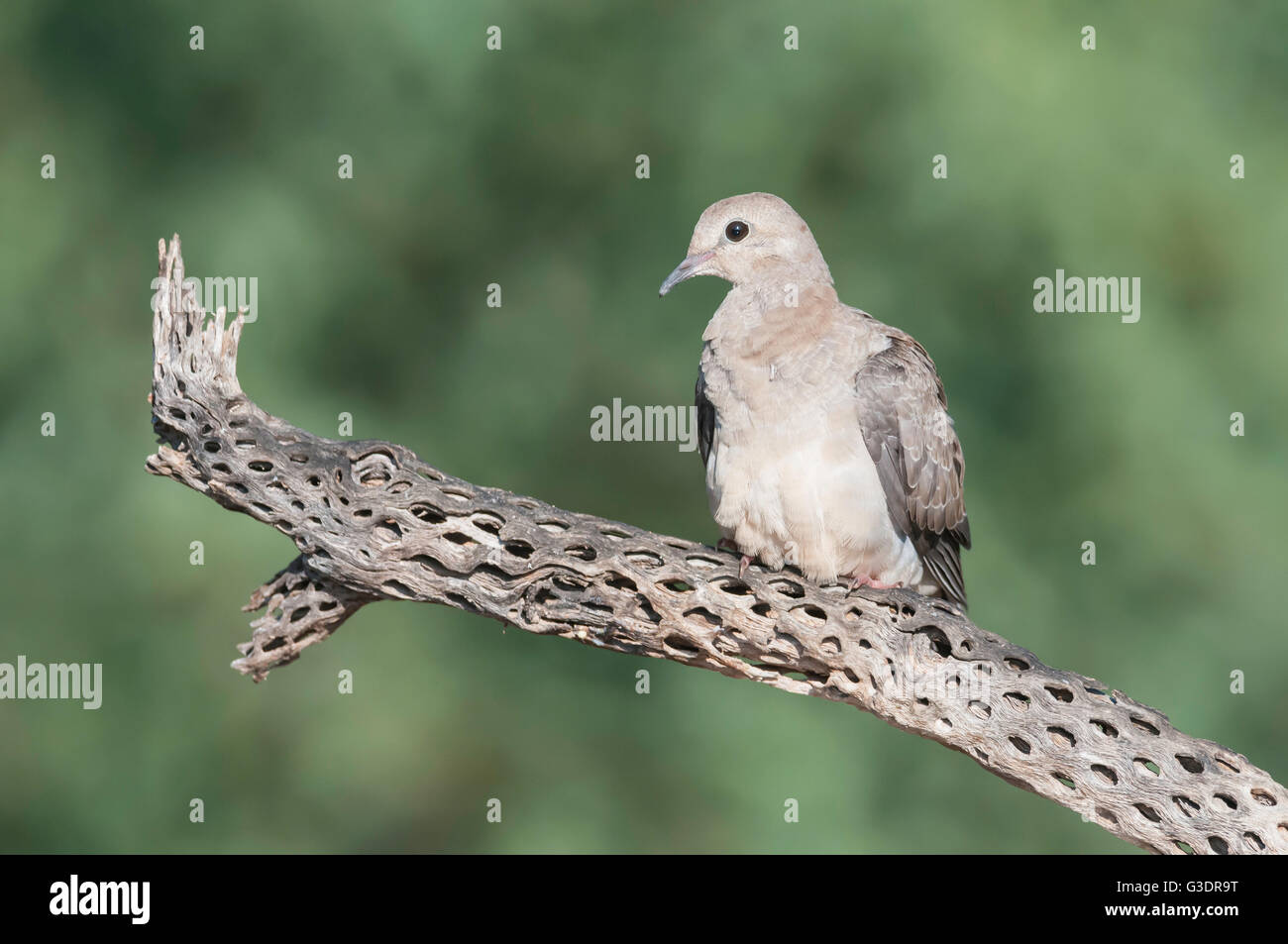 Mourning Dove, Zenaida Macroura, Green Valley, Arizona, USA Stockfoto