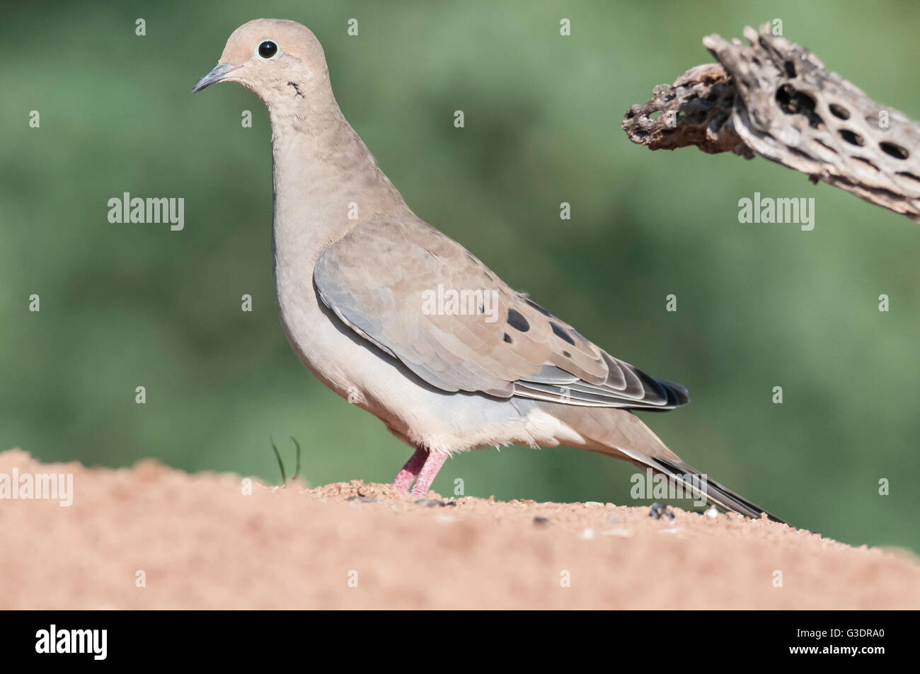 Mourning Dove, Zenaida Macroura, Green Valley, Arizona, USA Stockfoto