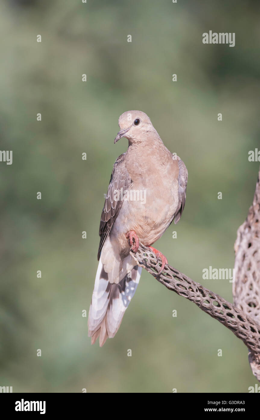 Mourning Dove, Zenaida Macroura, Green Valley, Arizona, USA Stockfoto