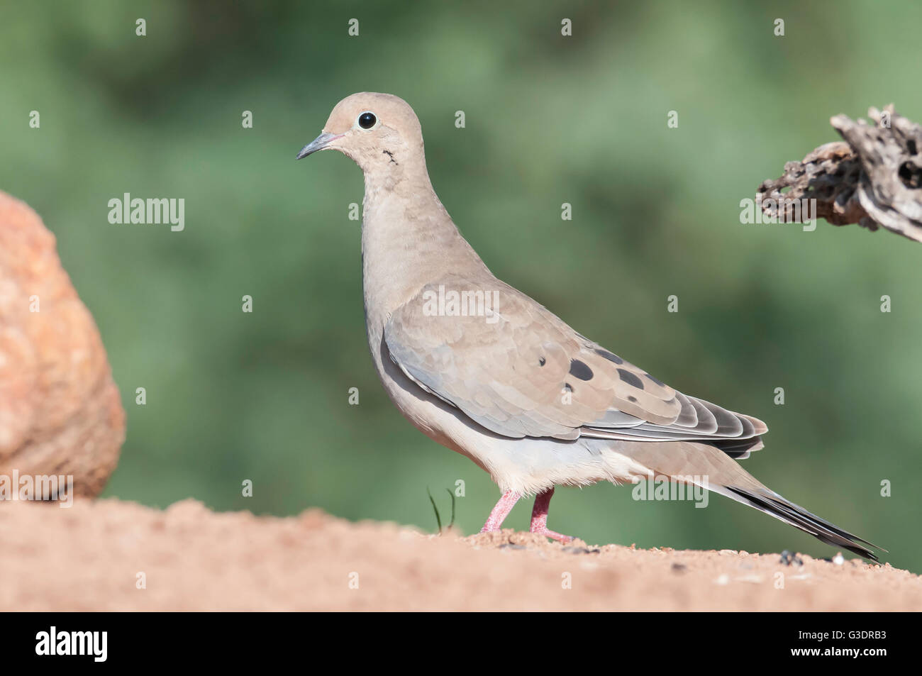 Mourning Dove, Zenaida Macroura, Green Valley, Arizona, USA Stockfoto