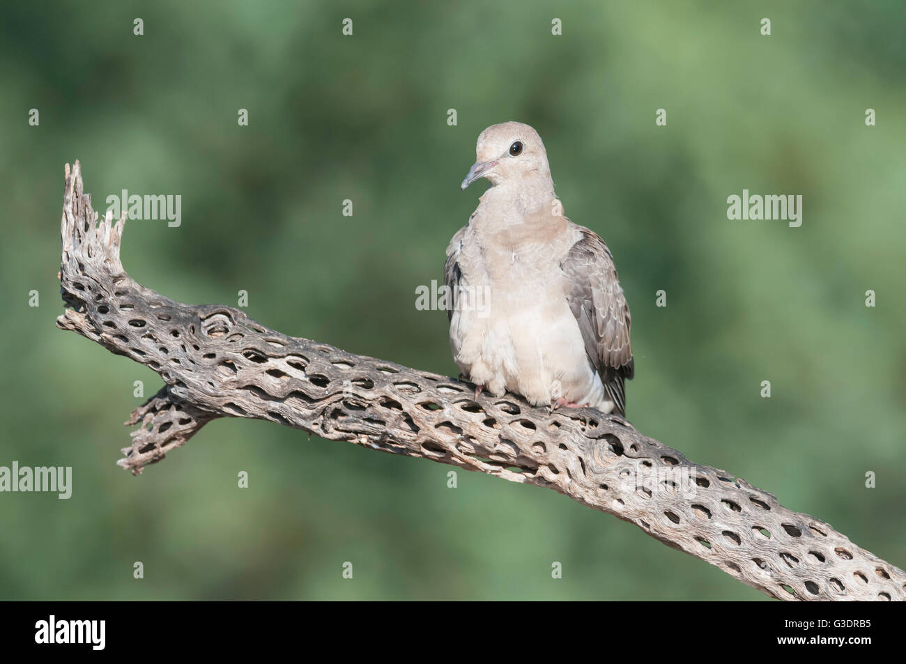 Mourning Dove, Zenaida Macroura, Green Valley, Arizona, USA Stockfoto
