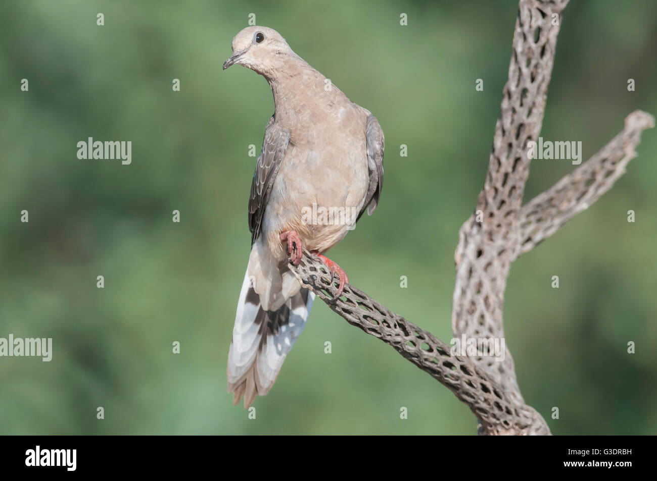 Mourning Dove, Zenaida Macroura, Green Valley, Arizona, USA Stockfoto