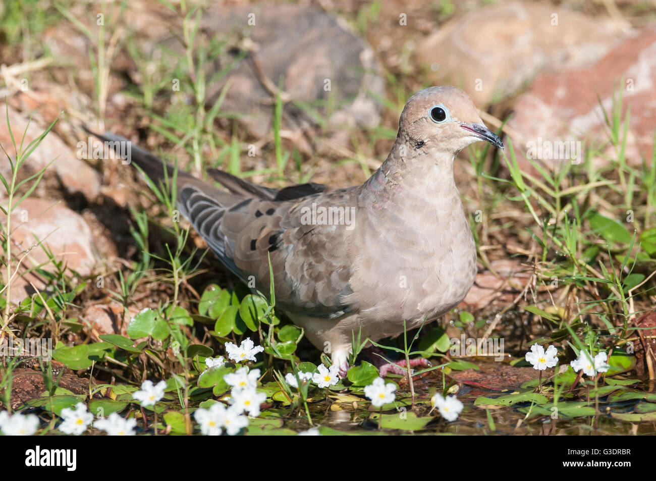 Mourning Dove, Zenaida Macroura, Green Valley, Arizona, USA Stockfoto