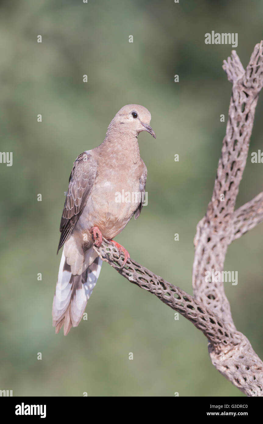 Mourning Dove, Zenaida Macroura, Green Valley, Arizona, USA Stockfoto
