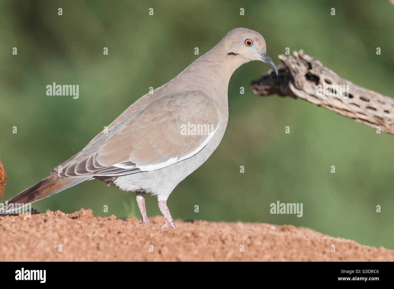 Weiß – Winged Taube, Zenaida Asiatica, Green Valley, Arizona, USA Stockfoto