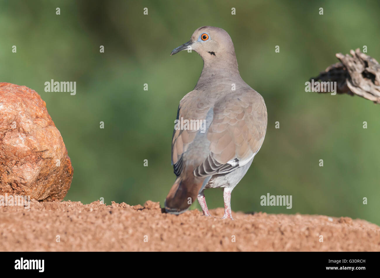 Weiß – Winged Taube, Zenaida Asiatica, Green Valley, Arizona, USA Stockfoto