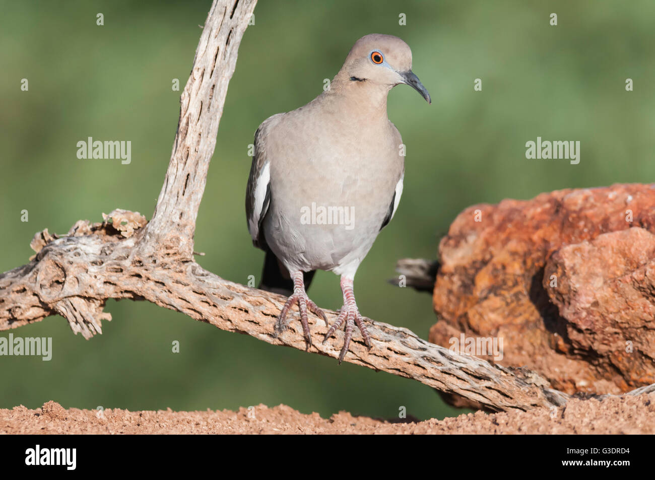 Weiß – Winged Taube, Zenaida Asiatica, Green Valley, Arizona, USA Stockfoto