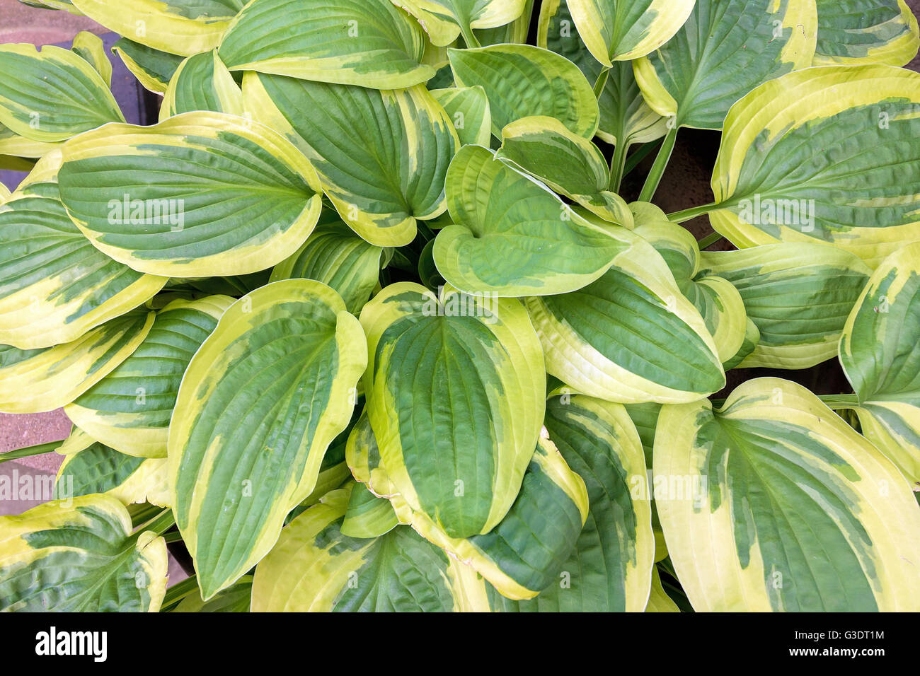 Bunte Hostas Laub im Frühling Closeup Makro Hintergrund Stockfoto