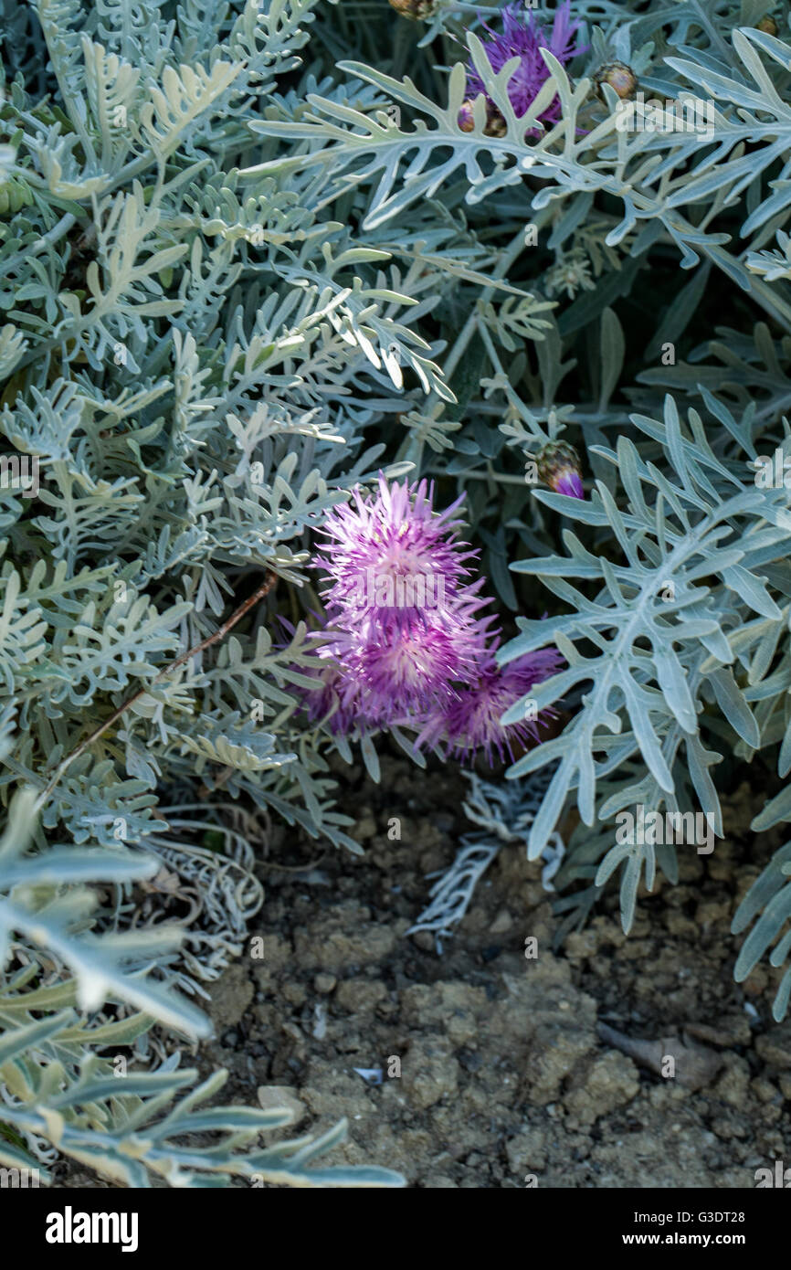 Centaurea pulcherrima Stockfoto