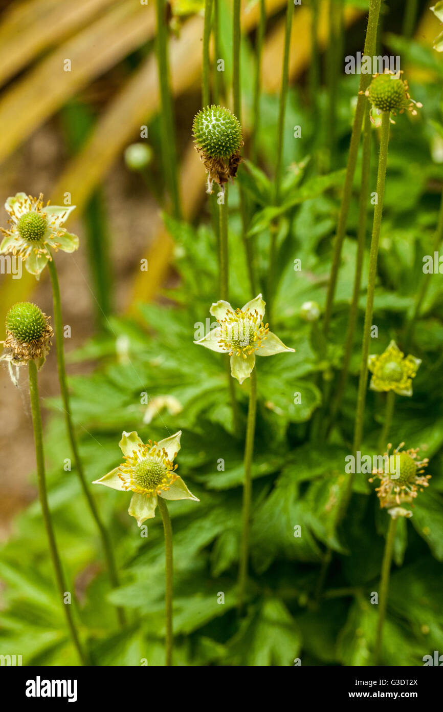 Anemone riparia Stockfoto
